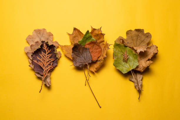 istock Dry autumn leaves 1350152355