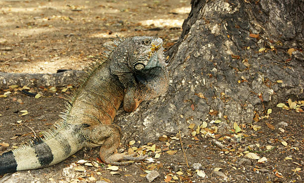 istock Land Iguana in Ecuador 135015454