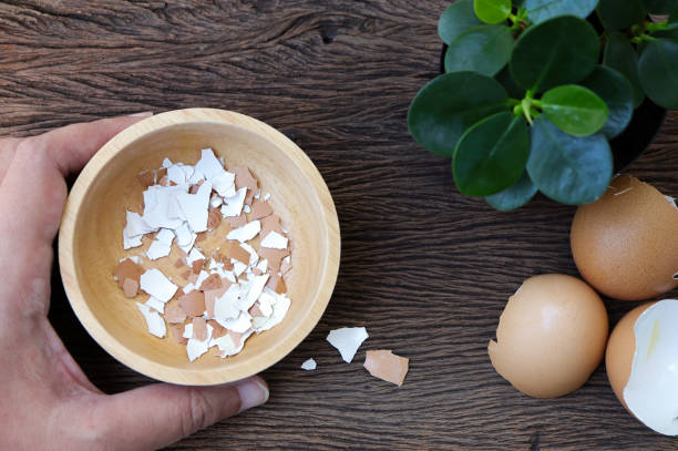 istock Group of broken egg shells on  wooden background. Recycling kitchen waste for gardening. Egg shells is applied to the tree and is a natural fertilizer. 1350156604