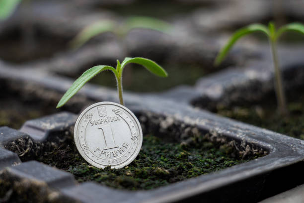 Ukrainian hryvnia coin near a young tomato sprout with green leaves Ukrainian hryvnia coin near a young tomato sprout with green leaves ukrainian currency stock pictures, royalty-free photos & images