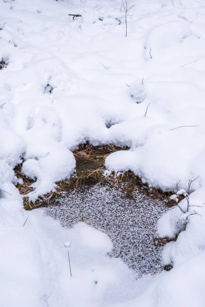 istock Frozen water puddle in the snow 1350157676