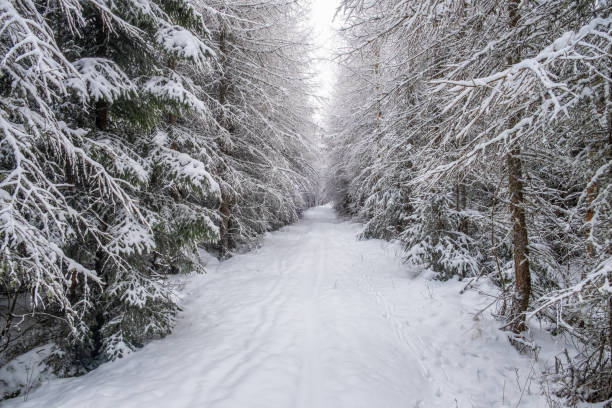 istock Hiking trail through a snowy forest 1350157681