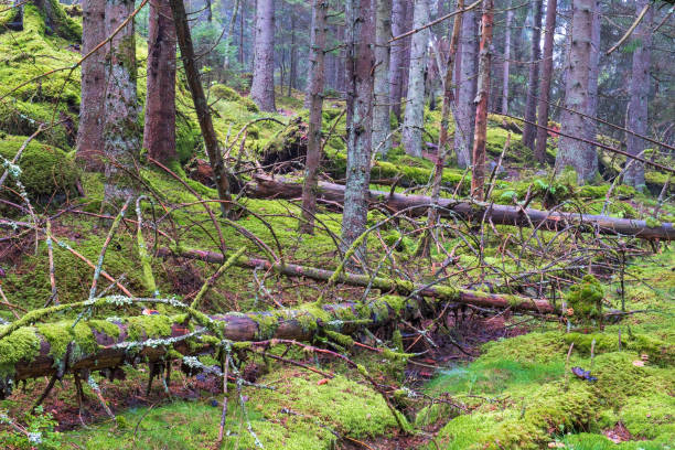 istock Natural forest with fallen trees and green moss 1350157754