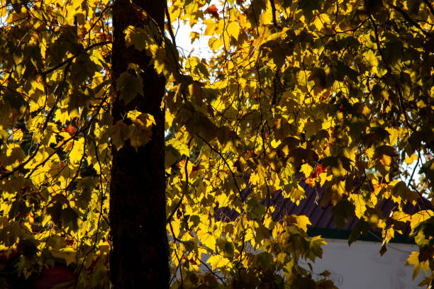 istock Sunlight and yellow autumn leaves 1350158186