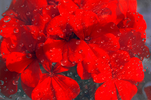 Blurry flowers under glass with water drops. Abstract nature background. Floral red pattern. Flat lay composition for cover disign. Valentines or wedding background. Copy space for text, mock up