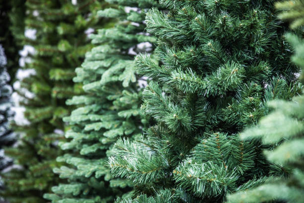 istock Christmas trees without decorations at the Christmas market 1350162039