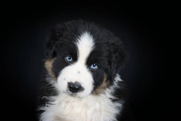 istock portrait of puppy 1350165030