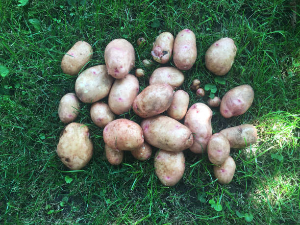 istock Potatoes, vegetable, harvest in the garden 1350165101