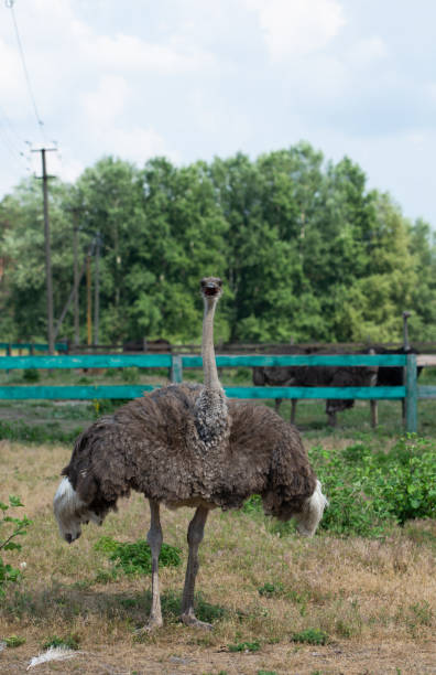 istock African ostrich on a farm 1350165211