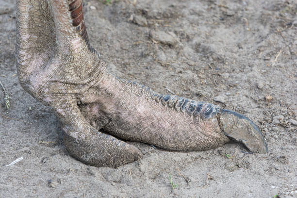 Ostrich leg looking like a dragon paw