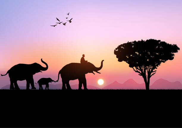 istock silhouette image Black elephant with Elephant mahout walking at the with mountain and sunset background Evening light vector Illustration 1350166658