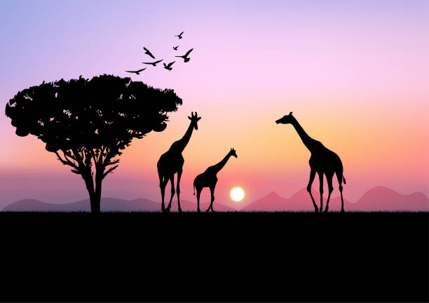 istock graphics landscape view giraffe at the forest with mountain background and twilight silhouette vector illustration 1350166660