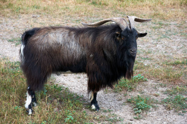 istock Long hair and long horn black goat standing 1350166771