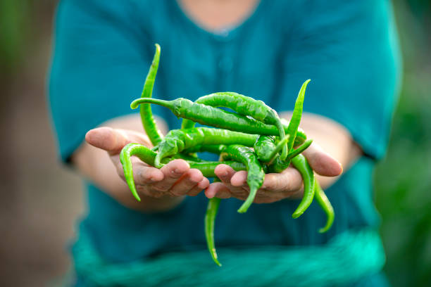 Shiny  bunch of green peppers which has taken in the organic bazaar, shot in the studio with a white background