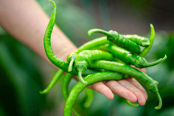 photo of green pepper in hand