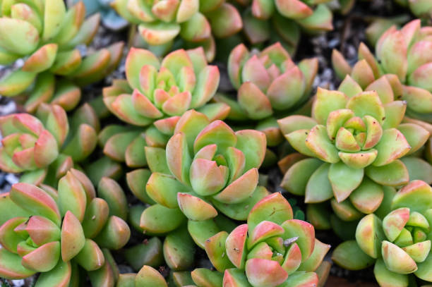 istock Sedum 'Golden Glow' is succulent plant. 1350168457