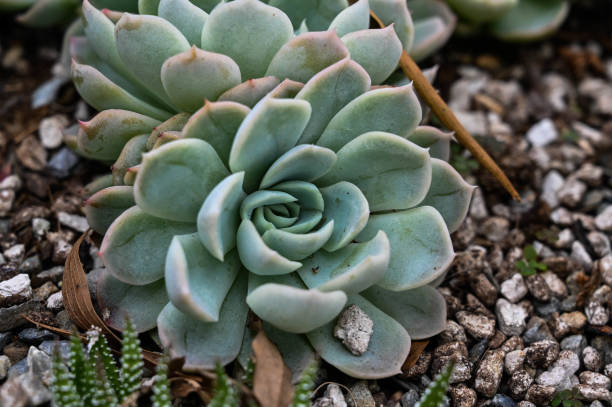 istock Echeveria elegans 'Albicans' is succulent plant. 1350168467