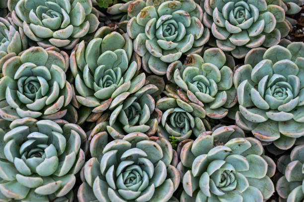 istock Echeveria elegans 'Albicans' is succulent plant. 1350168471