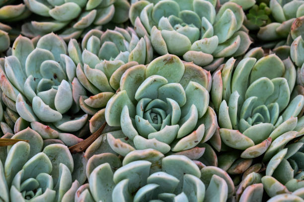 istock Echeveria elegans 'Albicans' is succulent plant. 1350168476