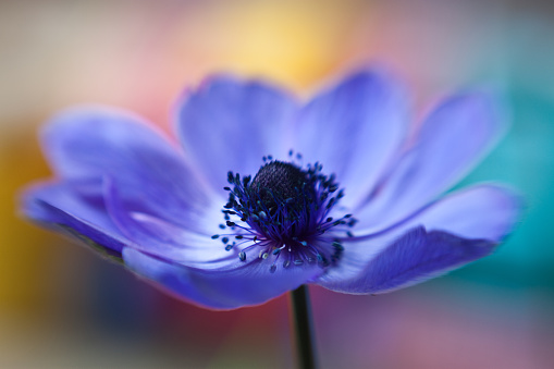 Blue flower with multicoloured background