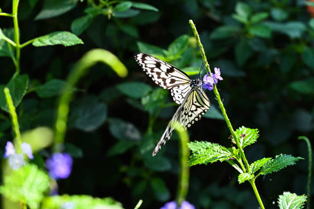 Swallowtail butterfly on the leaf
