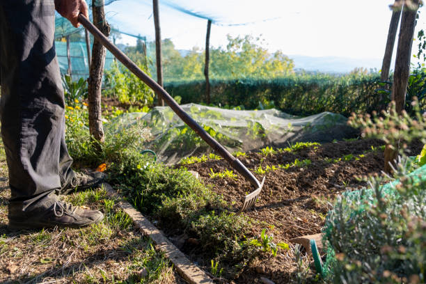 istock Sustainable vegetable gardening 1350171004