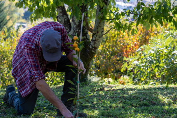istock Farmer on a mandarin orchard 1350171070