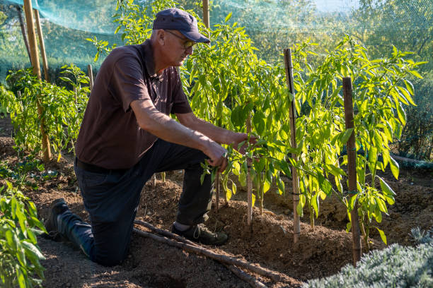 istock Sustainable vegetable gardening 1350171102