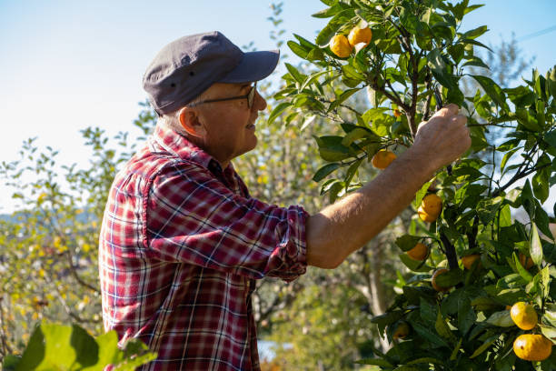 istock Farmer on a mandarin orchard 1350172525