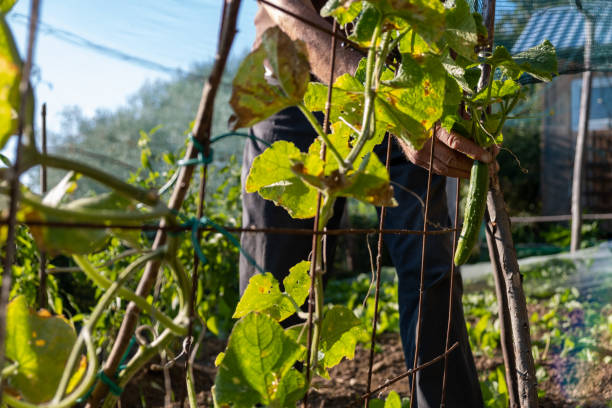 istock Sustainable vegetable gardening 1350172576