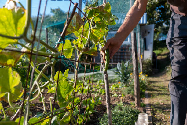 istock Sustainable vegetable gardening 1350172780