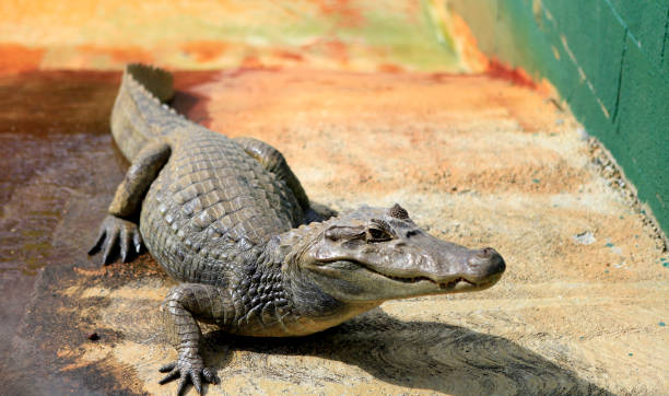 istock crocodiles in the everglades, Florida 1350172801
