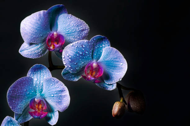 istock Purple Orchid flowers with dew drops (space for copy) 1350172867