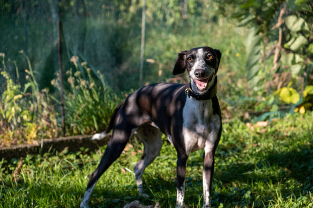 istock Italian Greyhound Outdoor Portrait 1350173610