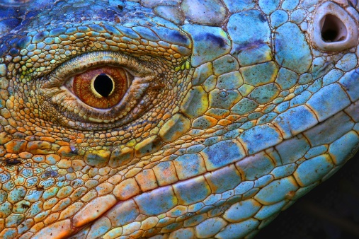 lizard closeup