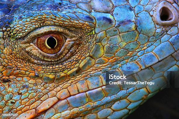 Closeup Of Scaly Blue Iguana Head Stock Photo - Download Image Now - Eye, Reptile, Dinosaur