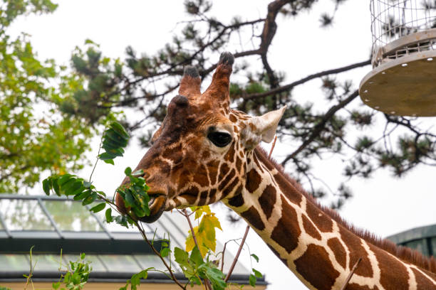 istock Giraffe eating fresh green leaves 1350175781