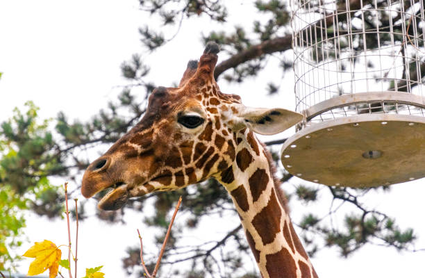 istock Giraffe eating fresh green leaves 1350175805