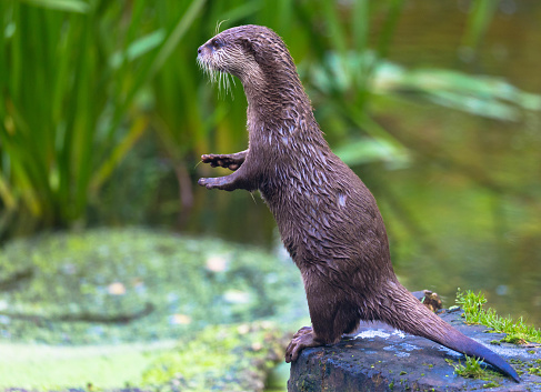Beautiful and playful river otter in the natural habitat. Green blurred Background.