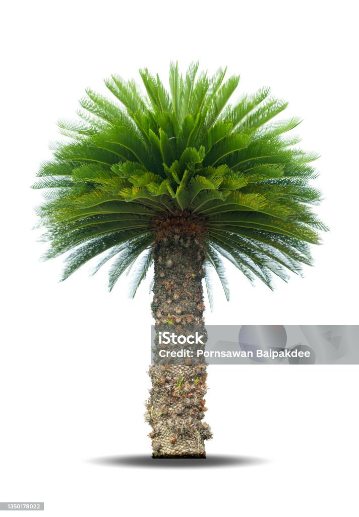 Cycad palm tree isolated Cycad palm tree isolated on white background use for garden and park decoration. Palm Tree Stock Photo