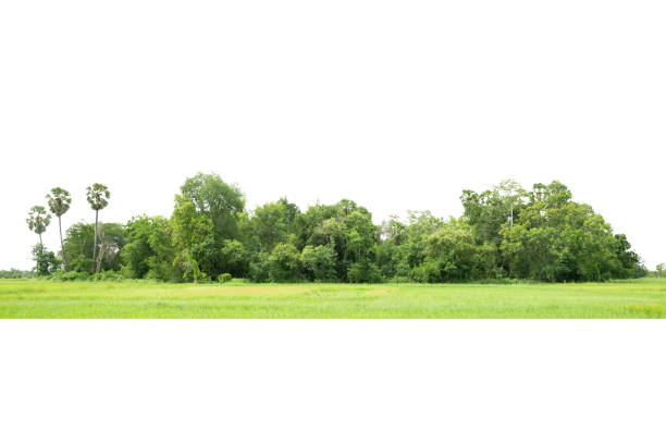istock Trees, View of a High definition 1350178034