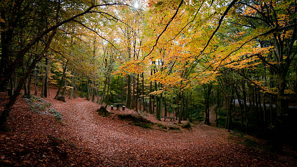 Autumn in Belgrad Forest, Istanbul-Turkey.