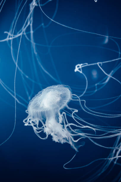 istock Jellyfish Floating in the Water 1350179881