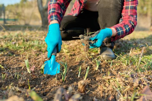 istock Seasonal spring gardening, woman's hands with tools on a flower bed with sprouting flowers 1350183281