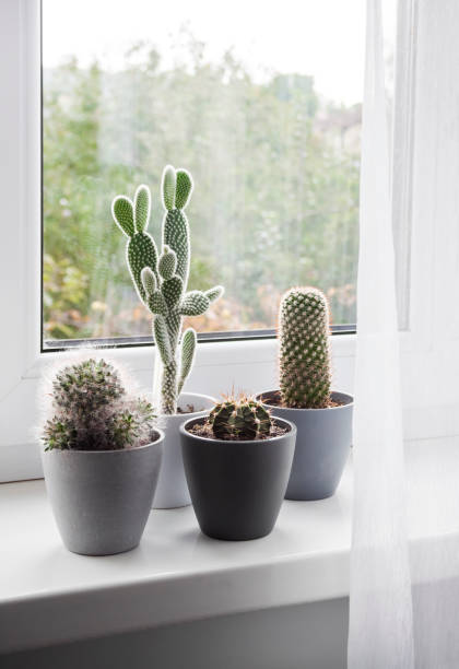 istock Potted cacti on the windowsill in the room 1350183552