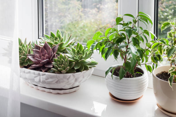 istock Window with white tulle and potted plants on windowsill 1350183809