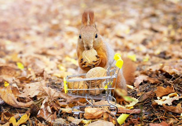 istock Squirrel with a walnut by a toy shopping cart 1350184612