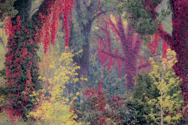 istock As in a painting, the forest is dressed in autumn 1350184794