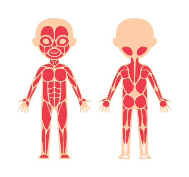 Human Muscular System. Scheme and Template for Anatomy, Biology Lesson. Front, Back View. Education for Little Children. Simple Flat Cartoon style. White background. Image for medical Design. Vector. Human Muscular System. Scheme and Template for Anatomy, Biology Lesson. Front, Back View. Education for Little Children. Simple Flat Cartoon style. White background. Image for medical Design. Vector. human muscle stock illustrations