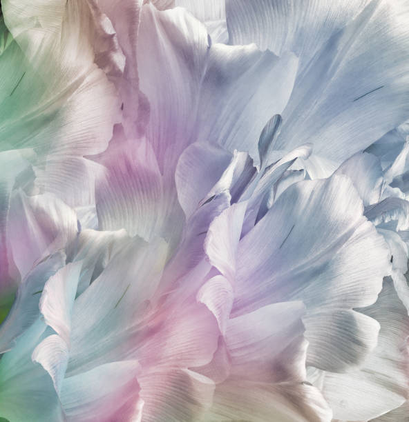 istock Pink -blue tulip  Floral spring background. Closeup.  Nature. 1350187483